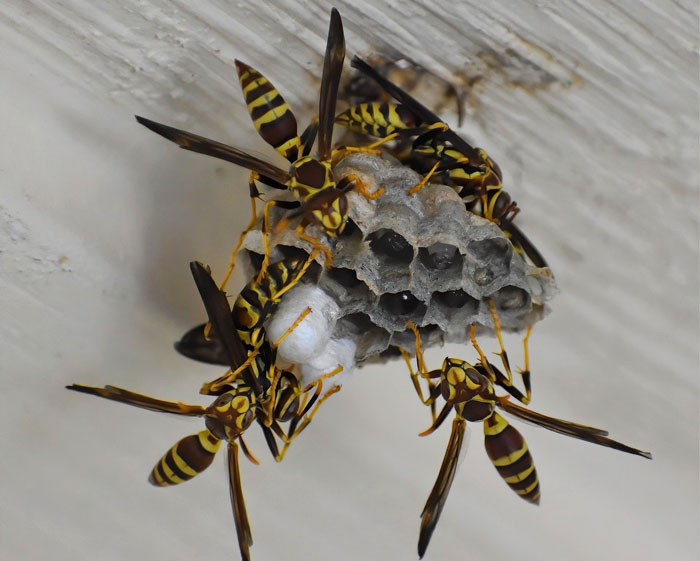 Destruction nid de frelons à Yvetot