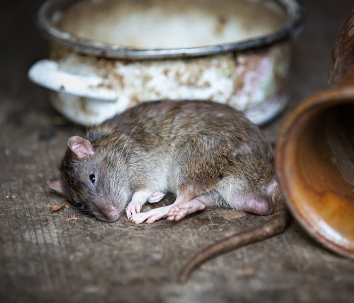 Services de dératisation à Cany-Barville