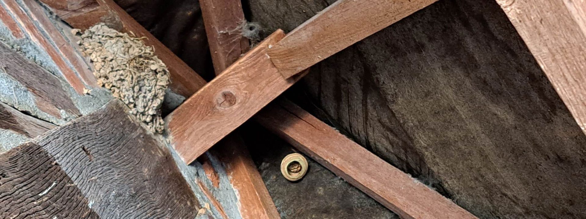 Désinsectisation à Barentin